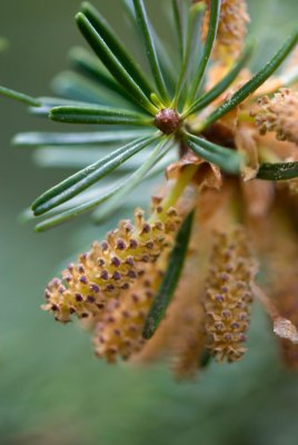 Abies koreana - jedle korejská - prašníky